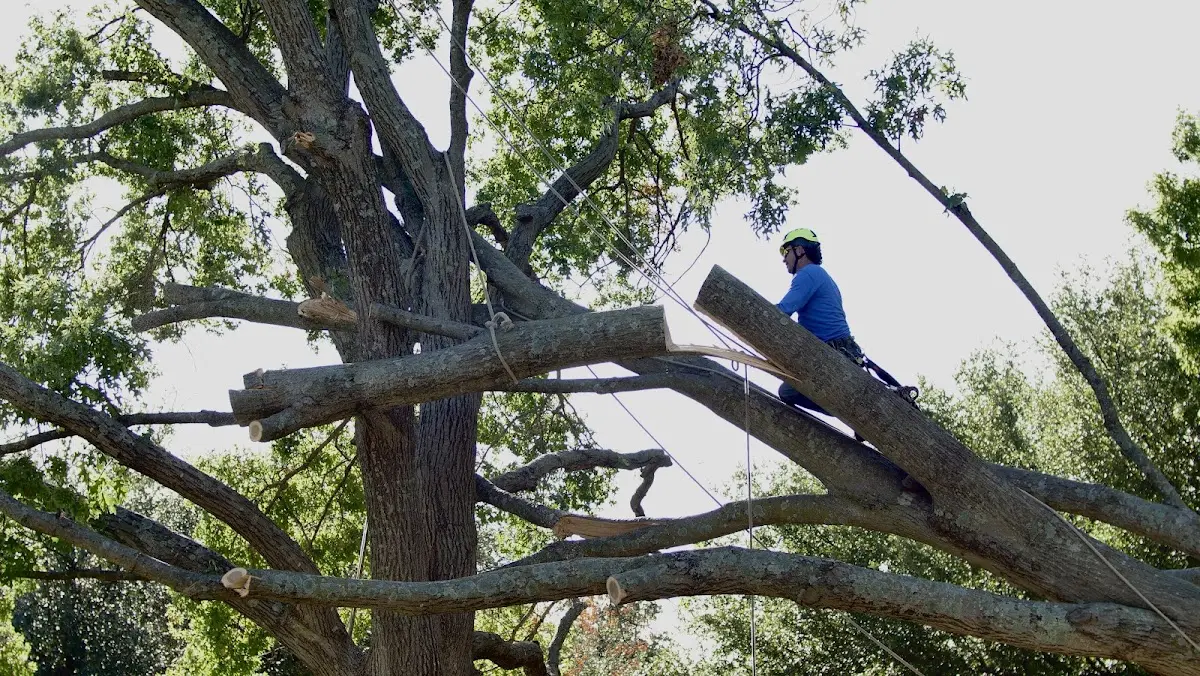 Professional Crown Thinning performed by certified arborists in Higgins
