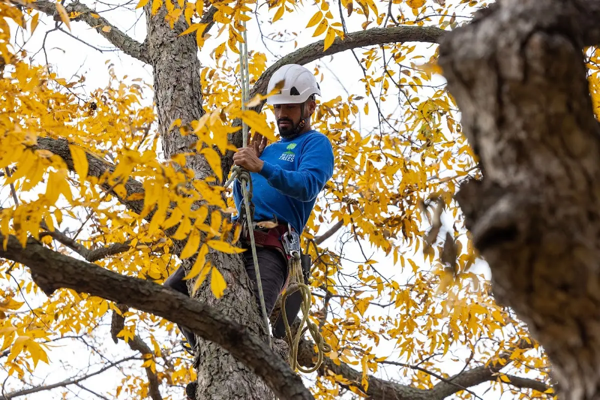 Skilled Storm Damage Cleanup crew working in Higgins