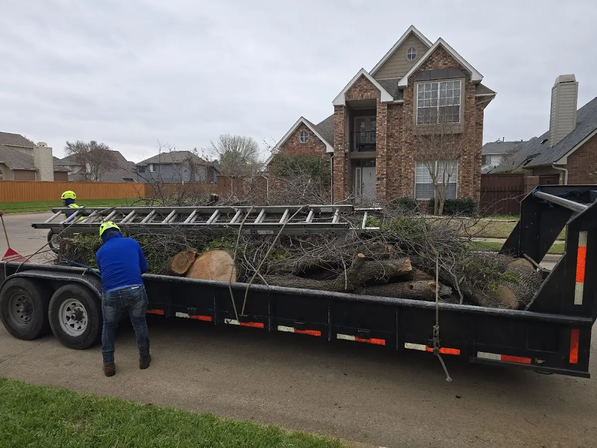 Expert Tree Removal with proper safety equipment in Higgins